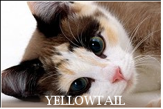 Yellowtail Avatar