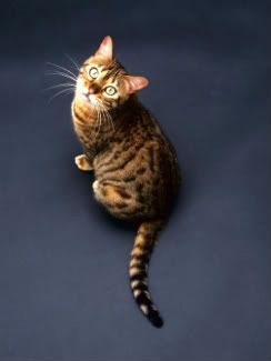 1145189Domestic-Cat-Female-Brown-1.jpg Echo image by cinderstar_moonclan