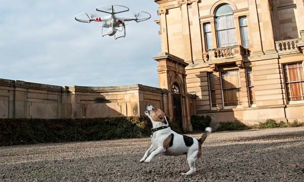 BIRDS EYE VIEW: an airborne drone sends a dog barking mad.  Photo: MARTIN HUNTER/The Observer.