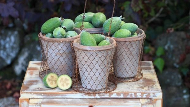 Famously easy-care and prolific, home feijoas face a new threat.