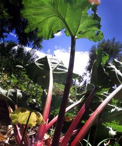 OUT STALKING: When you've got an excess of rhubarb in the garden, try making old-fashioned jam with ginger twist.  MARK DWYER/Taranaki Daily News.