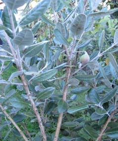 USEFUL: Feijoa trees can also be used to make a pretty and productive hedge.