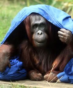 Cadbury products are off the shelves at Auckland Zoo because orang-utans, such as its resident Intan, are losing their habitats due to palm-oil farming.  JOHN SELKIRK.