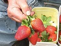 Strawberry lovers have had to wait to appease their tastes but the season is now getting into full swing.