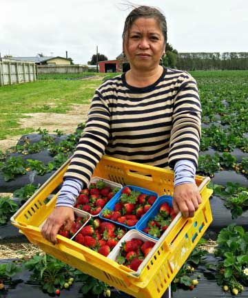 CRUEL SPRING: Kimberley Gardens co-owner Babes Bevan says stormy weather has cut strawberry production by more than half.  KAY BLUNDELL/Fairfax NZ.