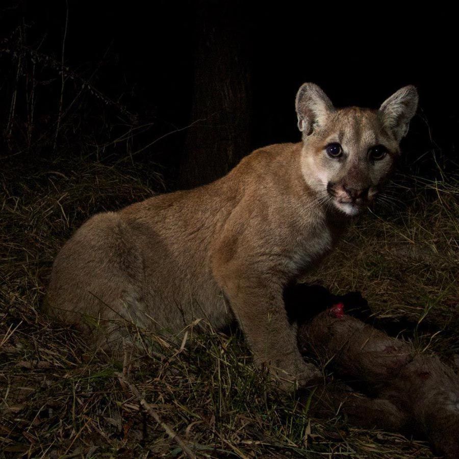 Mountain lion P-13 feeds in Malibu Creek State Park. A remote camera caught more than 350 shots of the other and her two kittens feeding.  Photo: National Park Service.
