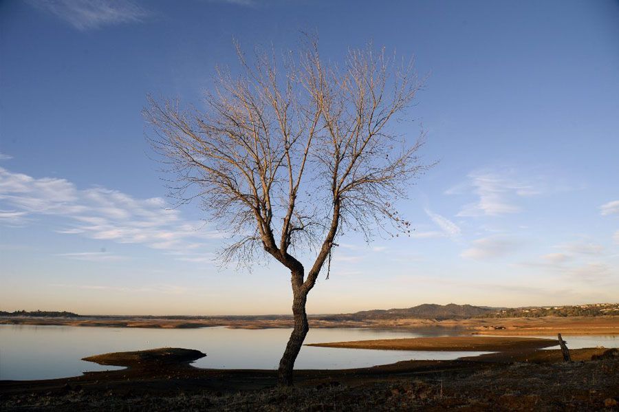Seen above on Tuesday, a tree that is usually at the banks of Folsom Lake outside Sacramento is now several hundred feet away from the water. In his drought emergency declaration, Governor Jerry Brown asked Californians to cut their water usage by 20%. — Photo: John G. Mabanglo/EPA.