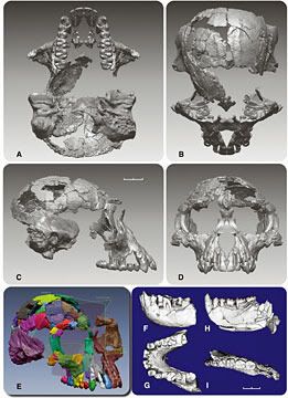 These images released Thursday by the journal Science show a digital representation of the Ardipithecus ramidus cranium and mandible. In a special issue of Science, an international team of scientists has for the first time thoroughly described Ardipithecus ramidus, a hominid species that lived 4.4 million years ago in what is now Ethiopia. This research, in the form of 11 detailed papers and more general summaries, will appear in the journal's Friday issue.  AFP/Getty Images.