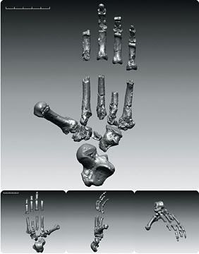These image released Thursday by Science show a digitally rendered composite foot of the primate dubbed Ardi. In a special issue of the journal Science, an international team of scientists has for the first time thoroughly described Ardipithecus ramidus, a hominid species that lived 4.4 million years ago in what is now Ethiopia. This research, in the form of 11 detailed papers and more general summaries, will appear in the journal's Friday issue.  AFP/Getty Images.