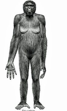 This image released by the journal Science shows the probable life appearance Ardipithecuss ramidus, nicknamed Ardi. In a special issue of the journal, an international team of scientists has for the first time thoroughly described the hominid species that lived 4.4 million years ago in what is now Ethiopia.  AFP/Getty Images.
