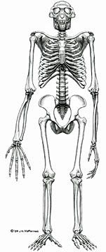 An image provided by the journal Science shows the reconstructed frontal view of Ardi's skeleton. The story of humankind is reaching back another million years with the discovery of the skeleton of a hominid who lived in what is now Ethiopia 4.4 million years ago.  J.H. Matternes/Associated Press.