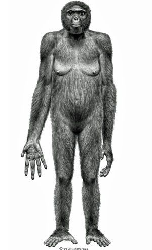 This image released today by "Science" shows the probable life appearance in anterior view of Ardipithecus ramidus (Ardi).