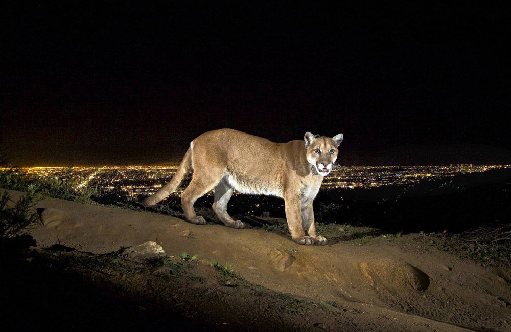 The lights of Hollywood glow behind P-22, a 125-pound mountain lion in Griffith Park. The photo was taken by Steve Winter with a remote trail camera and will be published in December's National Geographic magazine. Winter's work will appear in "The Power of Photography: National Geographic 125 Years at the Annenberg Space for Photography, opening October 26th.  Photo: Steve Winter/National Geographic/March 2nd, 2013.