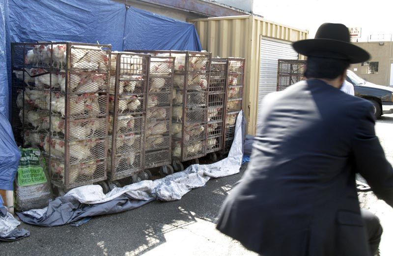 Destined for slaughter, chickens caged and ready for kaparot.  Photo: Lawrence K. Ho/Los Angeles Times.