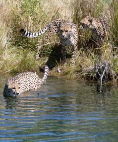 CATS ON THE LOOSE: Orana Wildlife Park's cheetahs enter a moat around their enclosure.  Photo: BARB TAME.