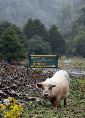 ONE WITH NATURE: A wild pig in Te Urewera National Park. — PETER DRURY/Waikato Times.