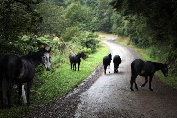 STREET WALKERS: Horses on the road between Ruatahuna and Waikaremoana. — PETER DRURY/Waikato Times.