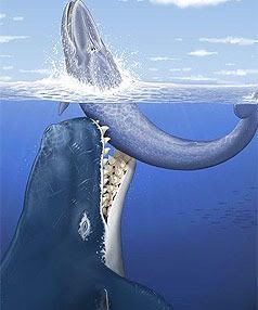 ANCIENT PREDATOR: This artist's drawing shows a raptorial sperm whale Leviathan melvillei attacking a medium-size baleen whale off the coast of the area now occupied by Peru. Scientists say the ancient whale ripped huge chunks of flesh out of other whales about 12 million years ago.  Photo: Nature/Associated Press.