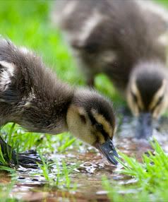 NEW DUCKS: New Ducklings just arrived in the Square.