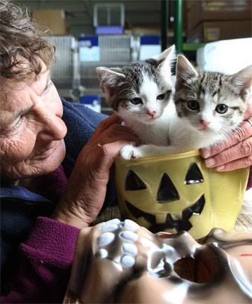 SCARY TIME: Invercargill SPCA shelter manager Mary Bradley, with two kittens at the shelter, prepares for Halloween and Guy Fawkes, when animals often go missing from their homes.  ROBYN EDIE/The Southland Times.