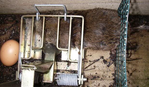 NASTY RODENT: One of 12 rats caught in a trap on "rat-free" Ulva Island, in Paterson Inlet at Stewart Island, during the past two weeks.