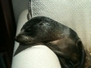 The fur seal pup makes itself at home on the couch.  Photo: Department of Conservation.