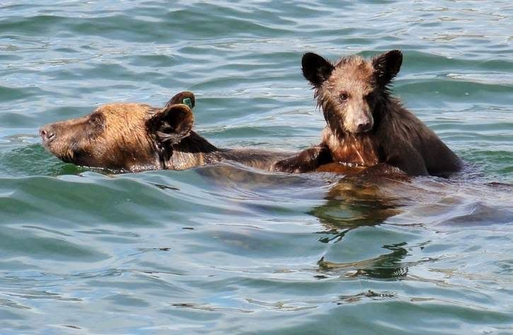 This mama bear has roamed the Southwest in the last nine years, starting out in Albuquerque. After being trapped and relocated to the Zuni Mountains, she last showed up August 04 swimming with her cub on her back in Navajo Lake.  Photo: Courtesy of Mark Meier.