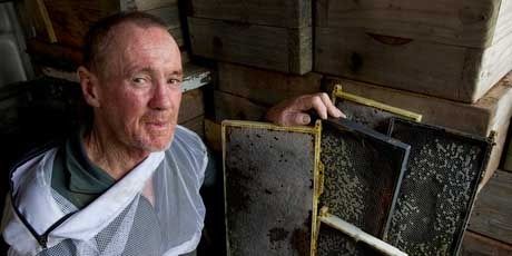 Kerry McCurdy says hives across Auckland are collapsing.  Photo: Brett Phibbs.