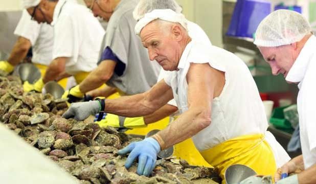 SHUCKING SHIFT: Workers process Bluff oysters at Barnes Oysters yesterday. — NICOLE GOURLEY/The Southland Times.