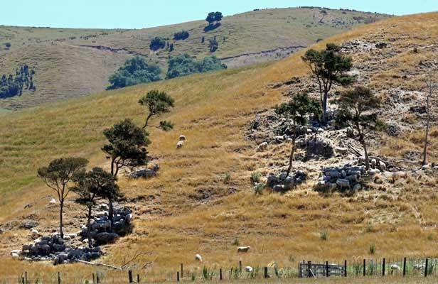 PREMIUM ON SHADE: We could be in for another scorching summer, forecasters say, and farm animals may be searching for shelter from the sun. — PHIL REID/Fairfax NZ.