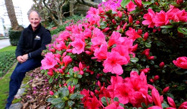 BLOOMING GOOD: Botantic Gardens manager David Sole behind behind an azalea shrub. A warm winter means there are more flowers than usual.  KENT BLECHYNDEN/Fairfax NZ.