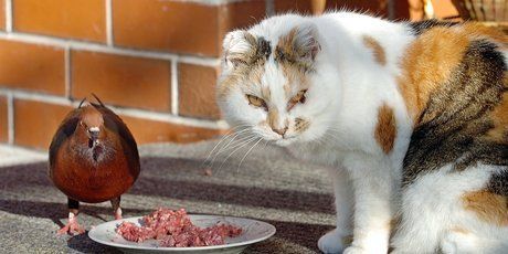 The problem is that it's rubbish. Unless you are in the habit of sealing that cat-flap at sunset, your cat is out much of the night, ranging over an area of more than 50ha killing for recreation.  Photo: APN.