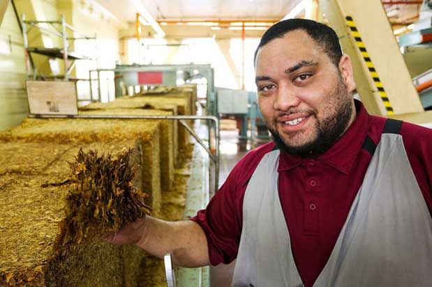 Factory worker Esekia Leafa poses with a handful of raw tobacco at Imperial Tobacco.  Photo: Hagen Hopkins.