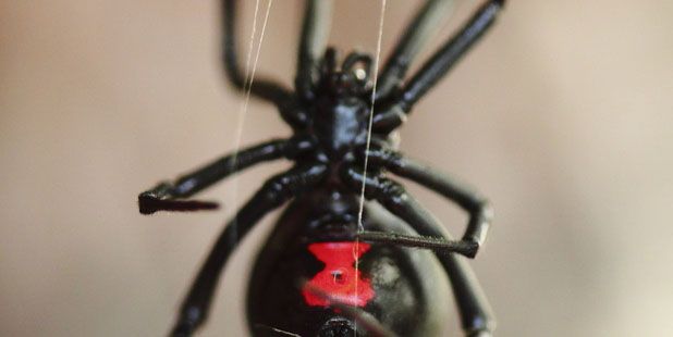 Black Widow Spider.