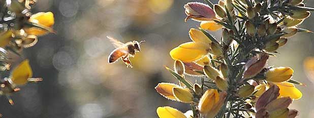 BUSY AS: Honey bees working the gorse hedge rows near Ellesmere.