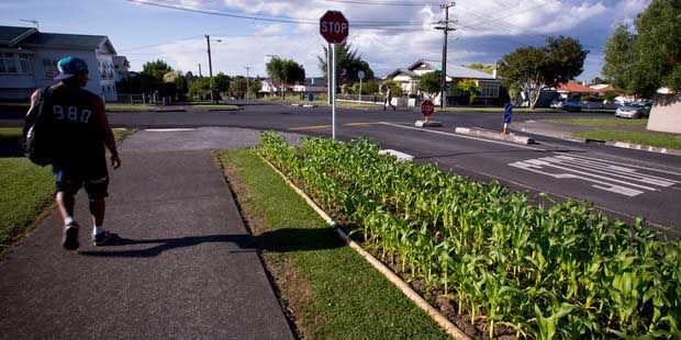 Last year Benjamin Barton planted his Point Chev berm with corn to share with the community.  Photo: Dean Purcell.