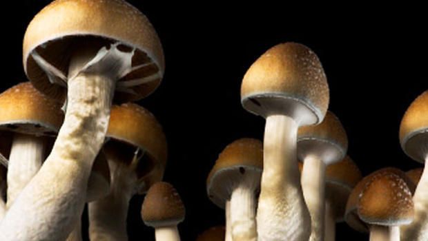 “Magic” or psychedelic mushrooms.