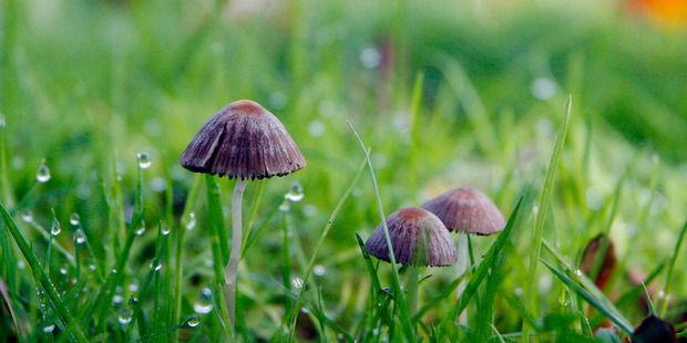 Magic mushrooms growing in the wild. — Photo: The New Zealand Herald.