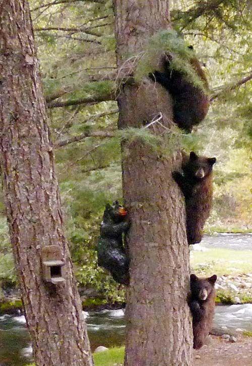Three bear cubs climb a tree Thursday evening at Nancy Horton's River Ranch, north of Bayfield. A fourth bear cub on the left side of the tree is a sculpture made by Mancos artist Dave Sipe.  Photograph: Courtesy of Nancy Horton.