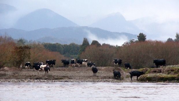 A cow urinating in the Grey River, on the West Coast.