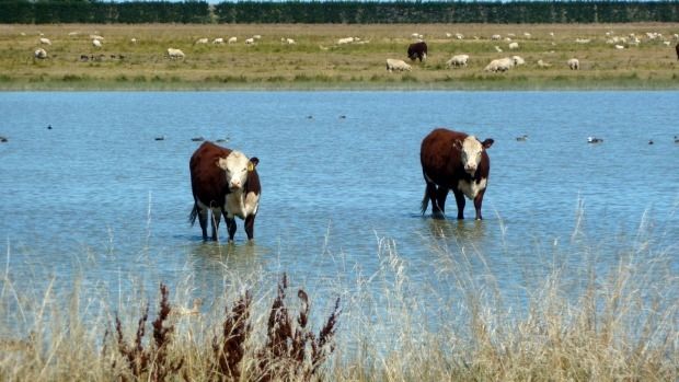 Cattle grazing on the shore of Lake Ellesmere, as seen from the Little River Rail Trail.