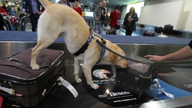 A Customs drug sniffer dog in action at Auckland Airport where officers seized $3.7m last year. — Photograph: John Selkirk/Faifax NZ.