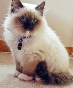 Lower Hutt cat Sonny the birman was poisoned by a neighbour who was annoyed at it pooing on his lawn.