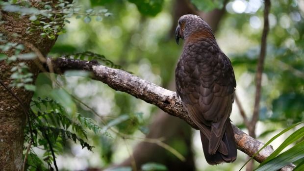Kaka are now also damaging the roofs of older city residences.  Photograph: Cameron Burnell/Fairfax NZ.