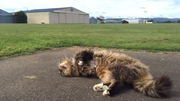 Gypsy the cat basks in the late morning sunshine next to Hood Aerodrome.  Photograph: Jack Barlow/Fairfax NZ.