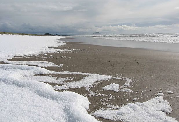 BEACHED: Hail on the beach at Mount Maunganui.  DONNA FORLONG.