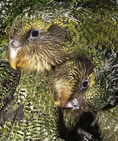 LOOKING PRETTY: Two of the kakapo chicks, that are likely to be on display next Saturday at the Invercargill Workingmen's Club. — BARRY HARCOURT/The Southland Times.