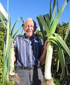 WHOPPER: Budge Street resident Eddie Brough was surprised when he harvested this whopping leek.  SONIA O'REGAN/The Marlborough Express.