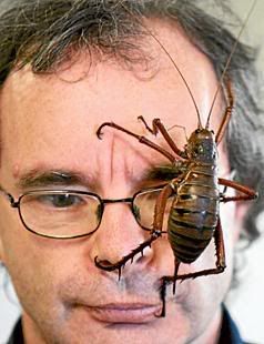 BIG GUY: The giant wetapunga crawls on Butterfly Creek manager Paul Barrett’s face. — SHANE WENZLICK/Manukau Courier.