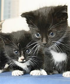 CHOCOLATE-BOX CUTE: Some of the in-demand kittens at Wellington SPCA that are too young to be adopted yet. — PHIL REID/The Dominion Post.
